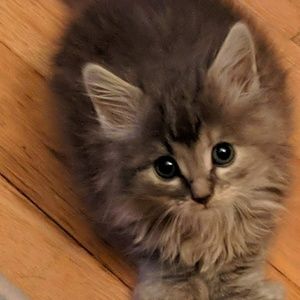 Meet your Posher, Jane